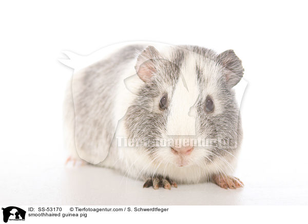 smoothhaired guinea pig / SS-53170