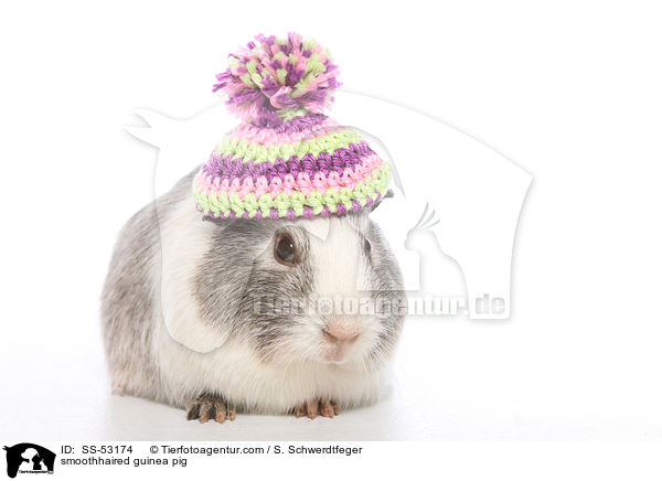 Glatthaarmeerschweinchen / smoothhaired guinea pig / SS-53174