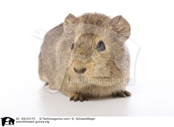 smoothhaired guinea pig / SS-53175