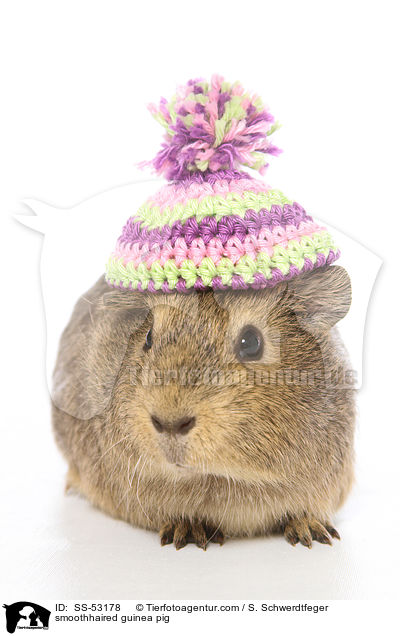 Glatthaarmeerschweinchen / smoothhaired guinea pig / SS-53178