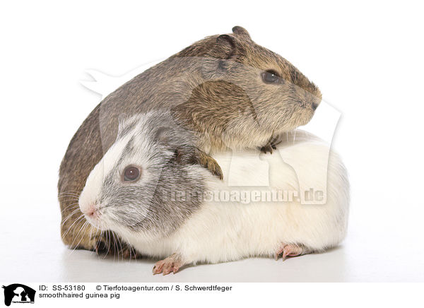 Glatthaarmeerschweinchen / smoothhaired guinea pig / SS-53180