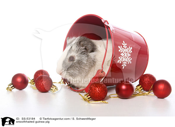 smoothhaired guinea pig / SS-53184