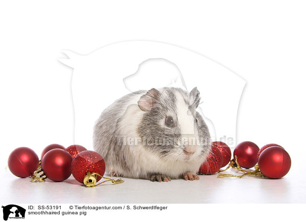smoothhaired guinea pig / SS-53191