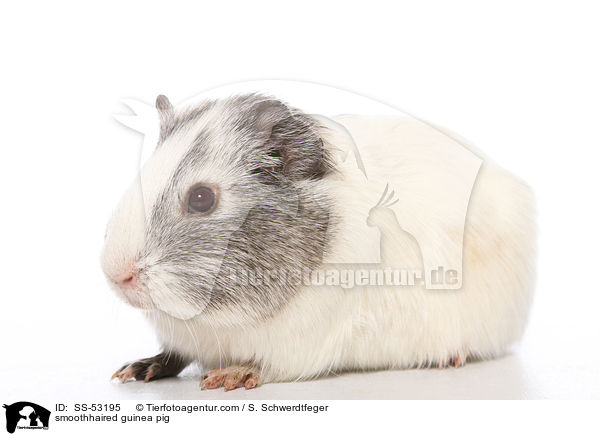 Glatthaarmeerschweinchen / smoothhaired guinea pig / SS-53195