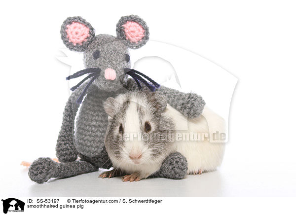 smoothhaired guinea pig / SS-53197