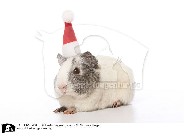 smoothhaired guinea pig / SS-53200