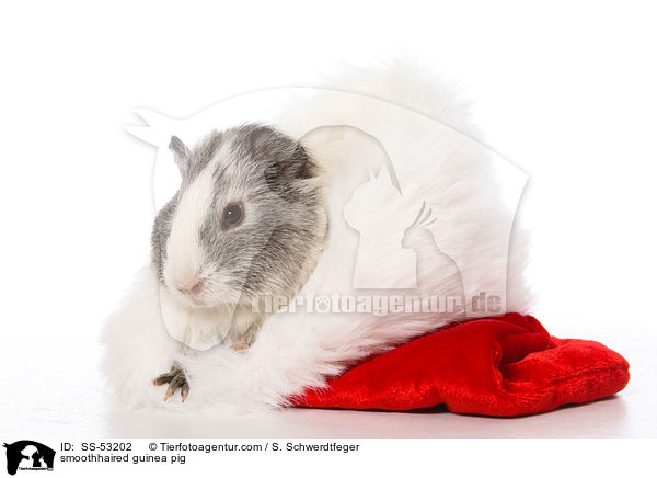 smoothhaired guinea pig / SS-53202