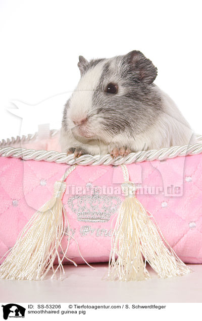 smoothhaired guinea pig / SS-53206