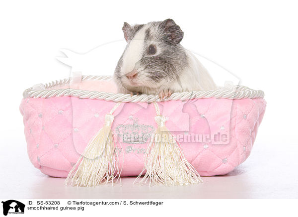 smoothhaired guinea pig / SS-53208