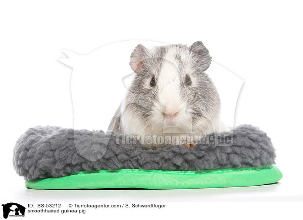 smoothhaired guinea pig / SS-53212