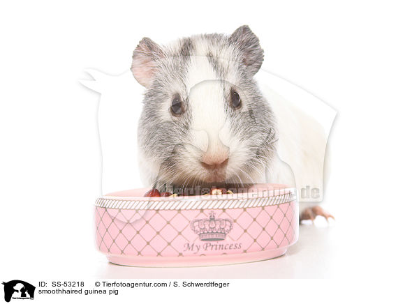 smoothhaired guinea pig / SS-53218