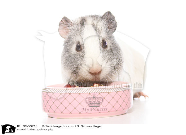 Glatthaarmeerschweinchen / smoothhaired guinea pig / SS-53218