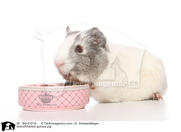 smoothhaired guinea pig / SS-53219