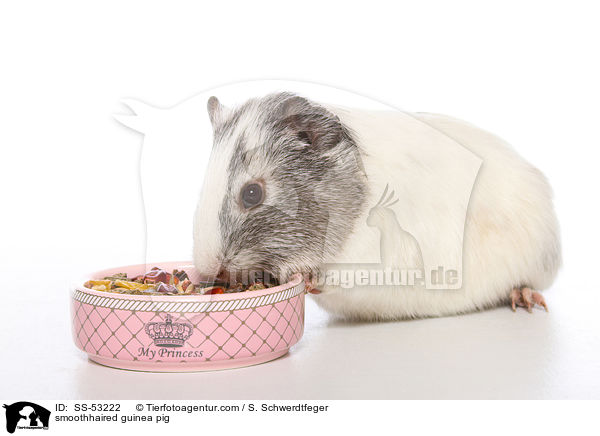 smoothhaired guinea pig / SS-53222