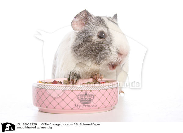 Glatthaarmeerschweinchen / smoothhaired guinea pig / SS-53226