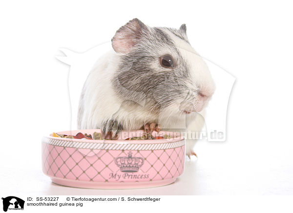 smoothhaired guinea pig / SS-53227