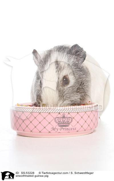 Glatthaarmeerschweinchen / smoothhaired guinea pig / SS-53228