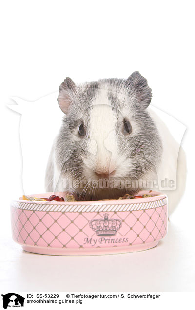 Glatthaarmeerschweinchen / smoothhaired guinea pig / SS-53229