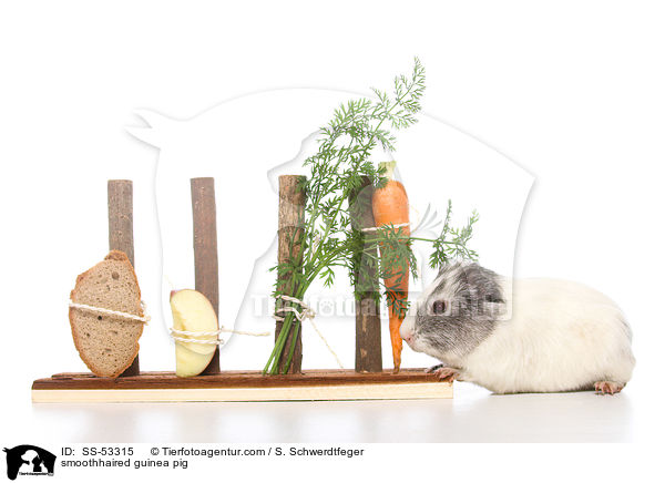 Glatthaarmeerschweinchen / smoothhaired guinea pig / SS-53315
