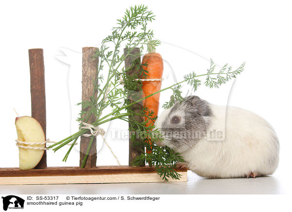 Glatthaarmeerschweinchen / smoothhaired guinea pig / SS-53317