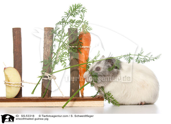 Glatthaarmeerschweinchen / smoothhaired guinea pig / SS-53318