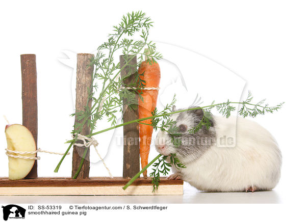 Glatthaarmeerschweinchen / smoothhaired guinea pig / SS-53319
