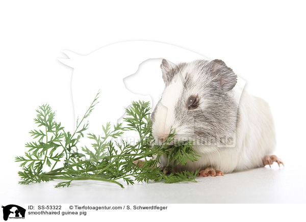 Glatthaarmeerschweinchen / smoothhaired guinea pig / SS-53322