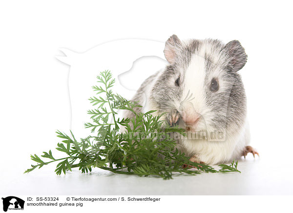smoothhaired guinea pig / SS-53324