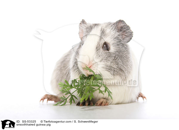 smoothhaired guinea pig / SS-53325