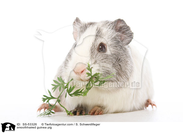 smoothhaired guinea pig / SS-53326