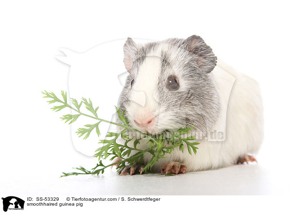 smoothhaired guinea pig / SS-53329