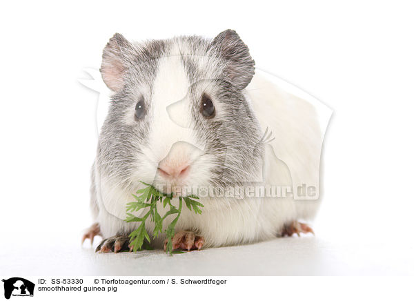 smoothhaired guinea pig / SS-53330
