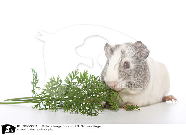 Glatthaarmeerschweinchen / smoothhaired guinea pig / SS-53331