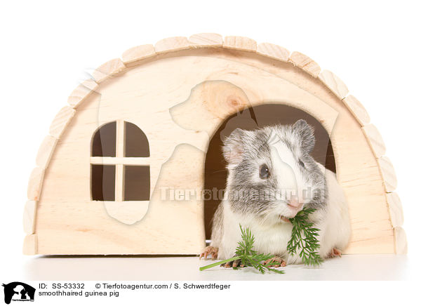 smoothhaired guinea pig / SS-53332