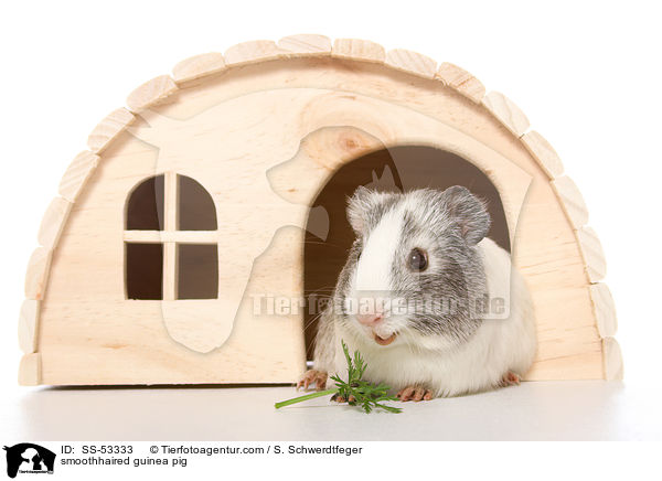 smoothhaired guinea pig / SS-53333