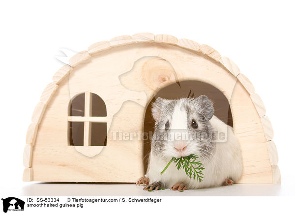 Glatthaarmeerschweinchen / smoothhaired guinea pig / SS-53334