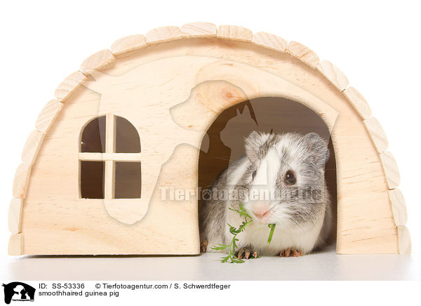 smoothhaired guinea pig / SS-53336