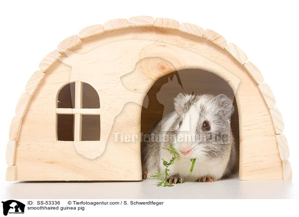 Glatthaarmeerschweinchen / smoothhaired guinea pig / SS-53336