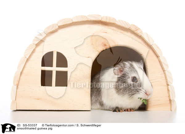 Glatthaarmeerschweinchen / smoothhaired guinea pig / SS-53337