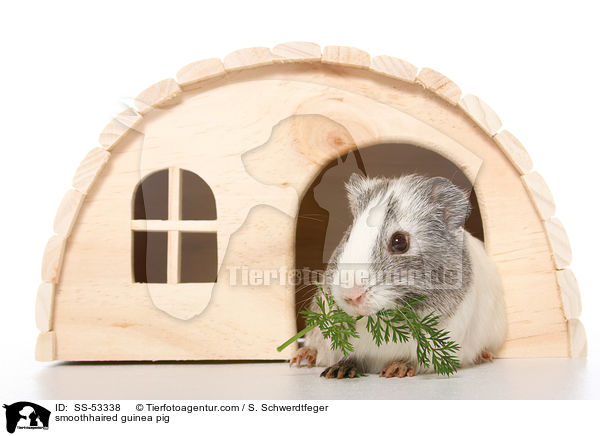 smoothhaired guinea pig / SS-53338