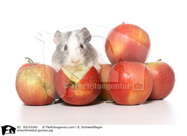 smoothhaired guinea pig / SS-53340