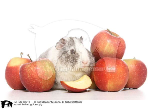 Glatthaarmeerschweinchen / smoothhaired guinea pig / SS-53345