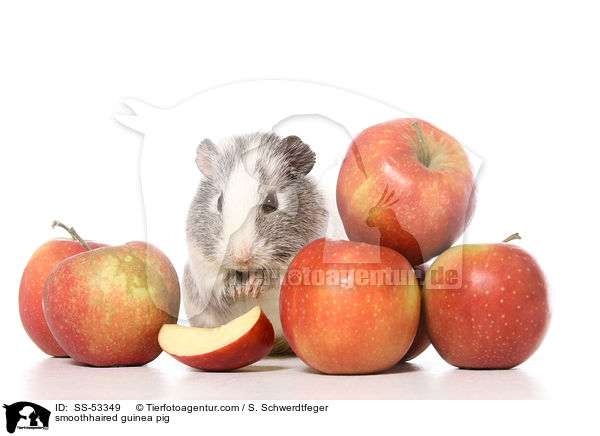 smoothhaired guinea pig / SS-53349