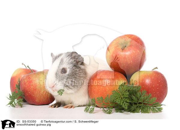 smoothhaired guinea pig / SS-53350