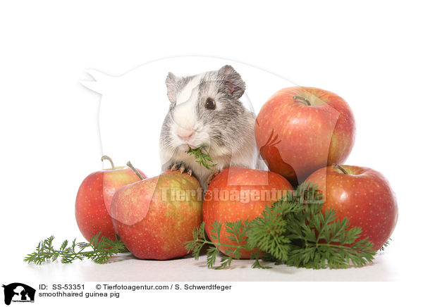 Glatthaarmeerschweinchen / smoothhaired guinea pig / SS-53351