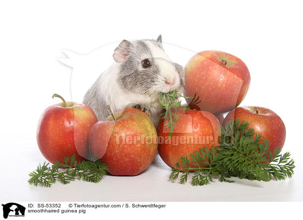 Glatthaarmeerschweinchen / smoothhaired guinea pig / SS-53352