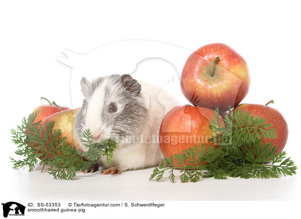 Glatthaarmeerschweinchen / smoothhaired guinea pig / SS-53353