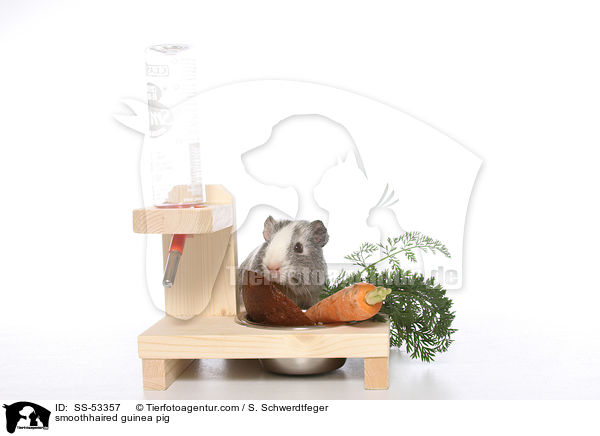 Glatthaarmeerschweinchen / smoothhaired guinea pig / SS-53357