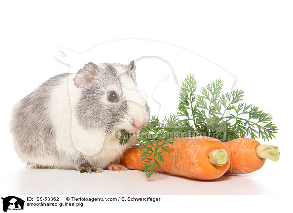 smoothhaired guinea pig / SS-53362