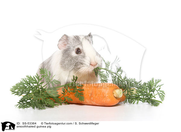 smoothhaired guinea pig / SS-53364